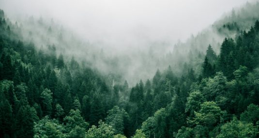 Cette image montre une forêt dense de conifères enveloppée de brume, créant une atmosphère mystérieuse. Les arbres forment une mer verte, et la brume semble flotter comme un archet en carbone dansant sur les cordes de la nature.